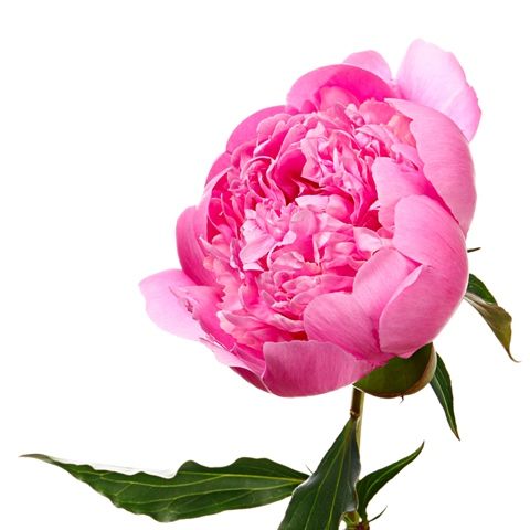 Peony Pink