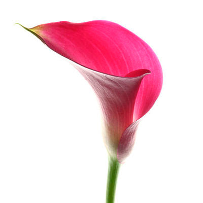 Calla lily Mini Pink