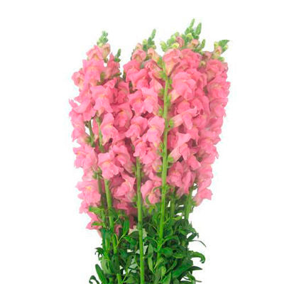 Snapdragons Pink