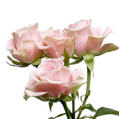 Spray Roses Light Pink