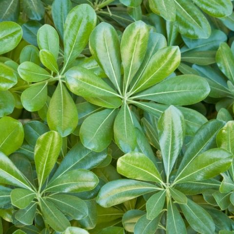 Pittosporum