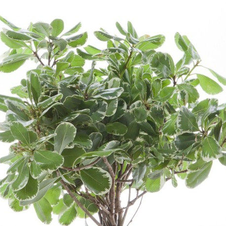 Pittosporum