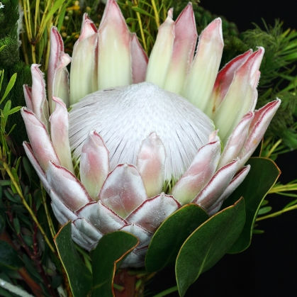 Protea King