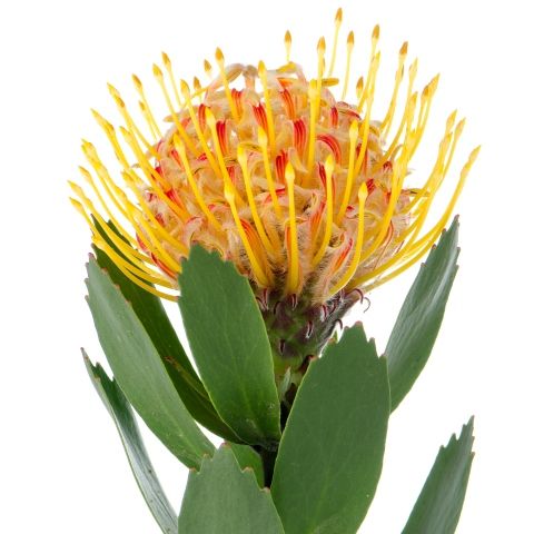 Protea Pin Cushion Yellow