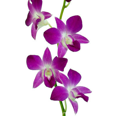 Dendrobium Orchid Berry Pink