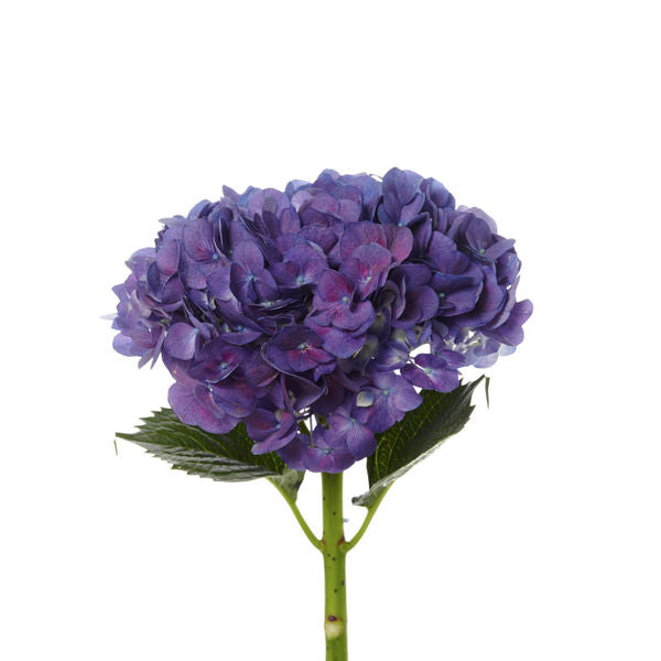 Hydrangea Purple