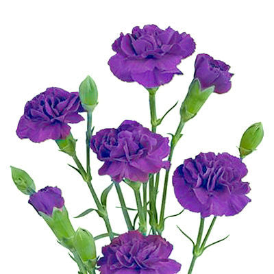 Carnation Mini Purple
