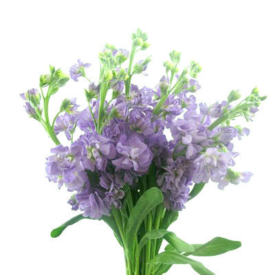 Stock Lavender