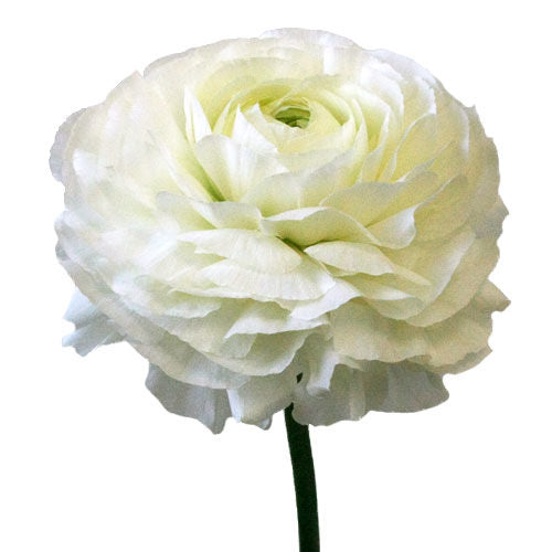 Bulk Ranunculus