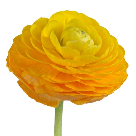 Ranunculus Yellow