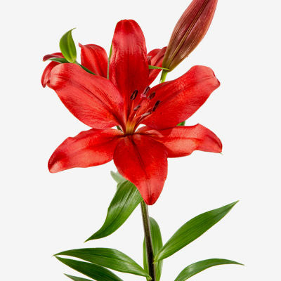 Lily Asiatic Red – Bunches Direct Canada