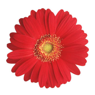 Gerbera Red