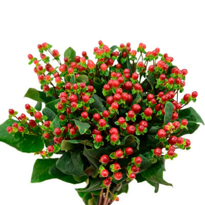 Hypericum Berries Red