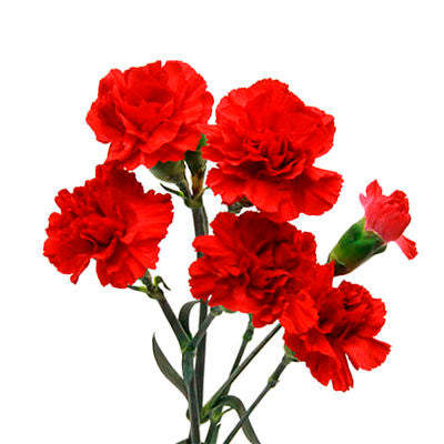 Carnation Mini Red