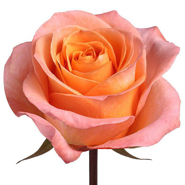 Coral rose pendant store