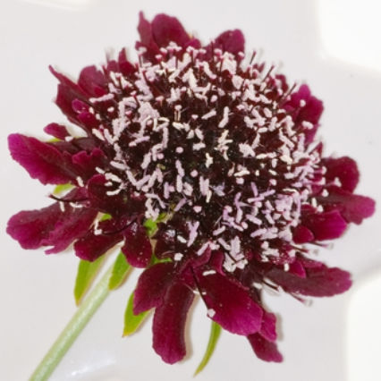 Scabiosa Burgundy