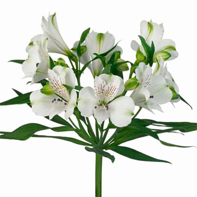 Bulk Alstroemeria