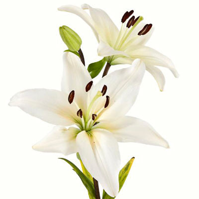 Lily Asiatic White