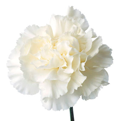 Bulk Carnations