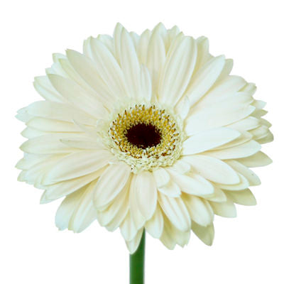 Gerbera White Mini