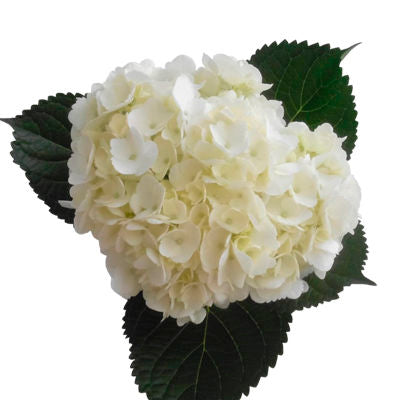 Hydrangea White