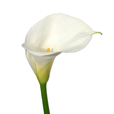 Calla lily Mini White