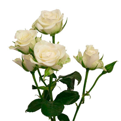 Spray Roses White