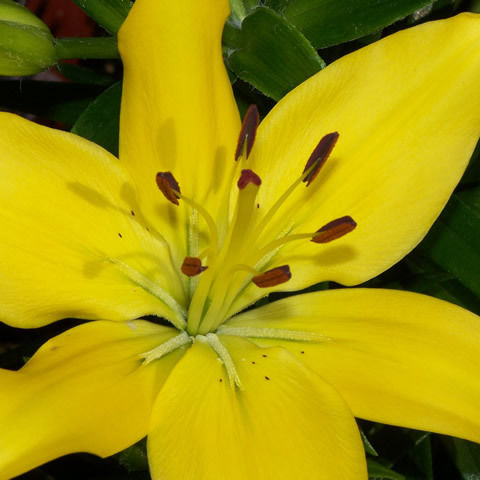 Lily Asiatic Yellow