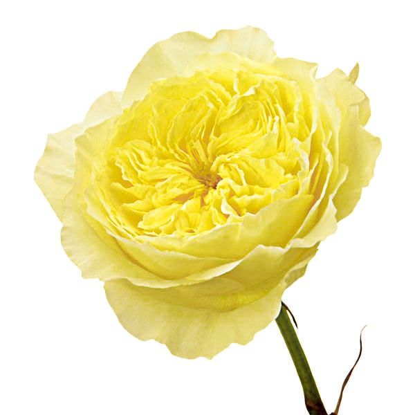 Garden Rose Yellow