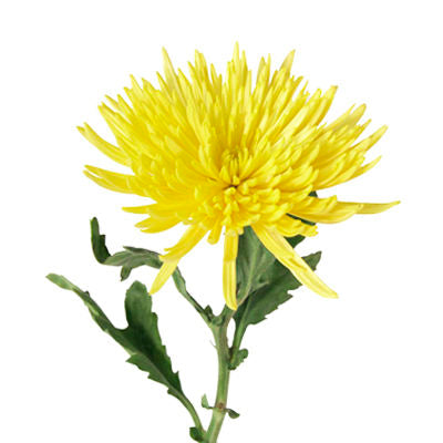 Chrysanthemum Fuji Spider Yellow