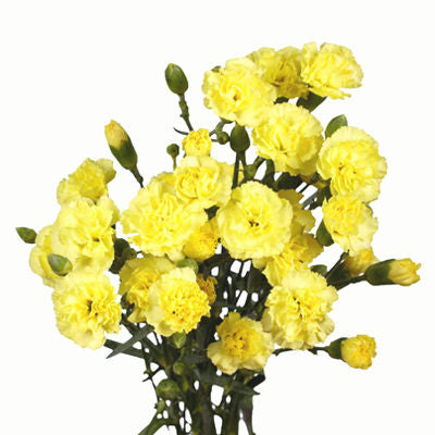 Carnation Mini Yellow