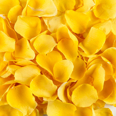 Fresh Yellow Rose Petals