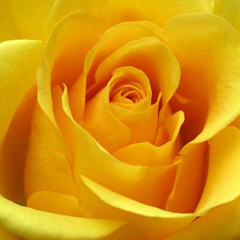 Rose Yellow