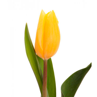 Tulip Yellow