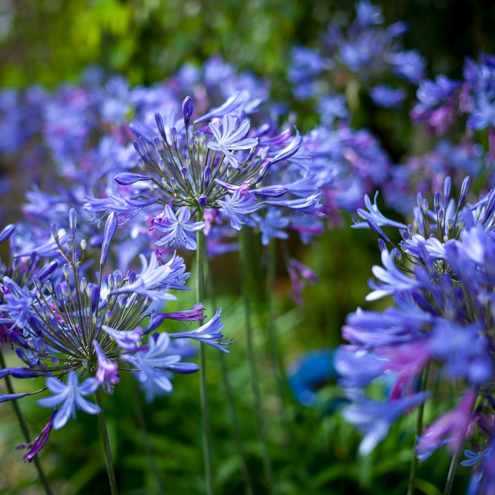 Bulk Agapanthus