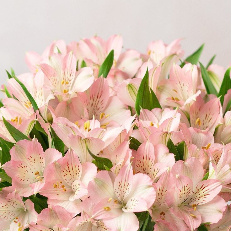 Bulk Alstroemeria