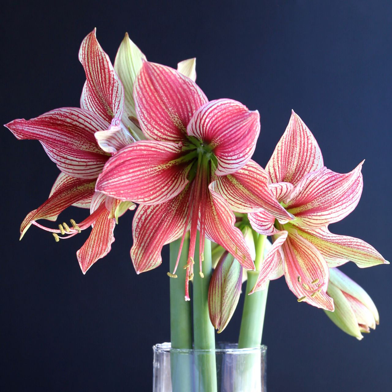 Bulk Amaryllis