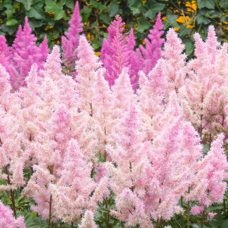 Bulk Astilbe