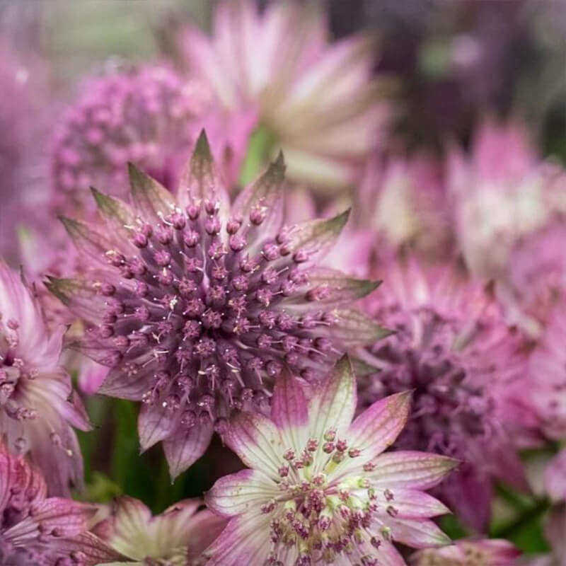 Astrantia