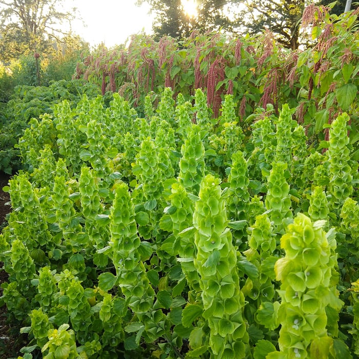 Bulk Bells of Ireland