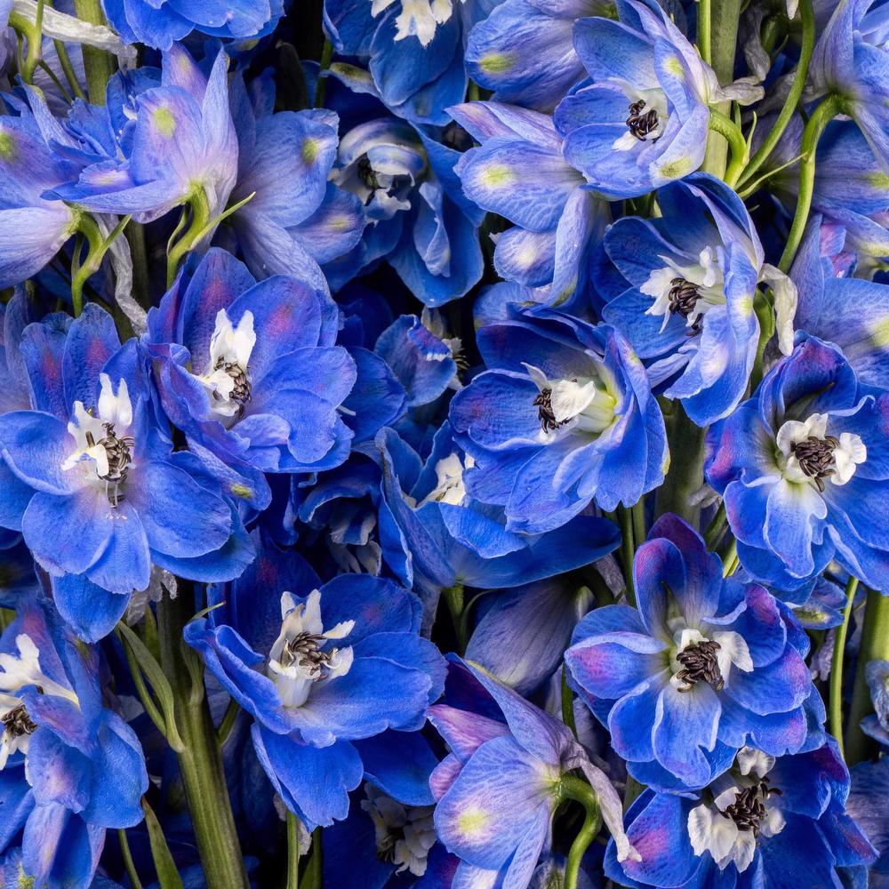 Bulk Delphinium