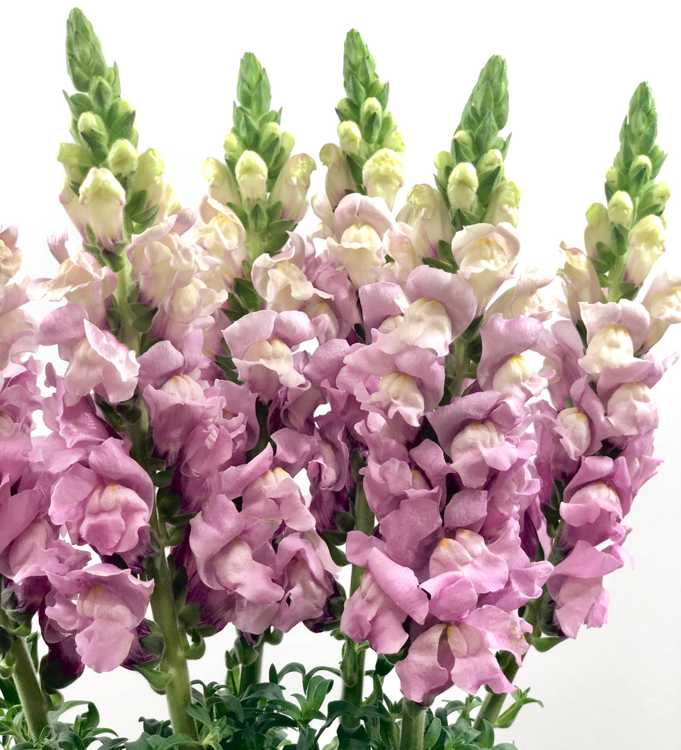 Bulk Snapdragons