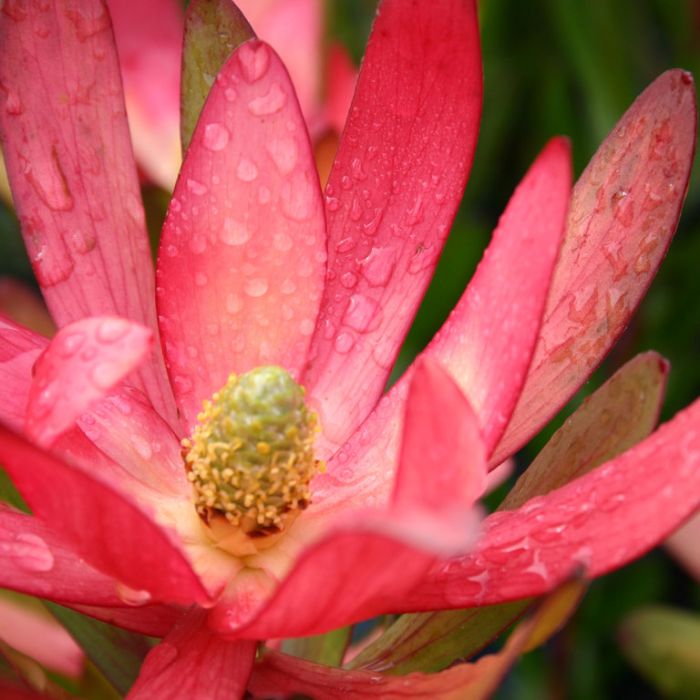 Leucadendron