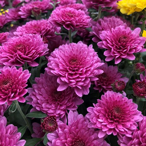 Chrysanthemums