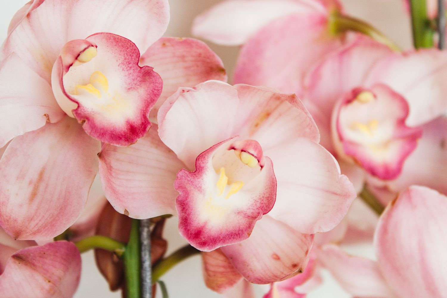 Bulk Orchid Cymbidium