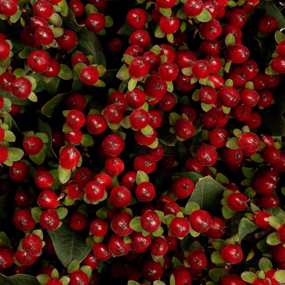 Bulk Hypericum Berries