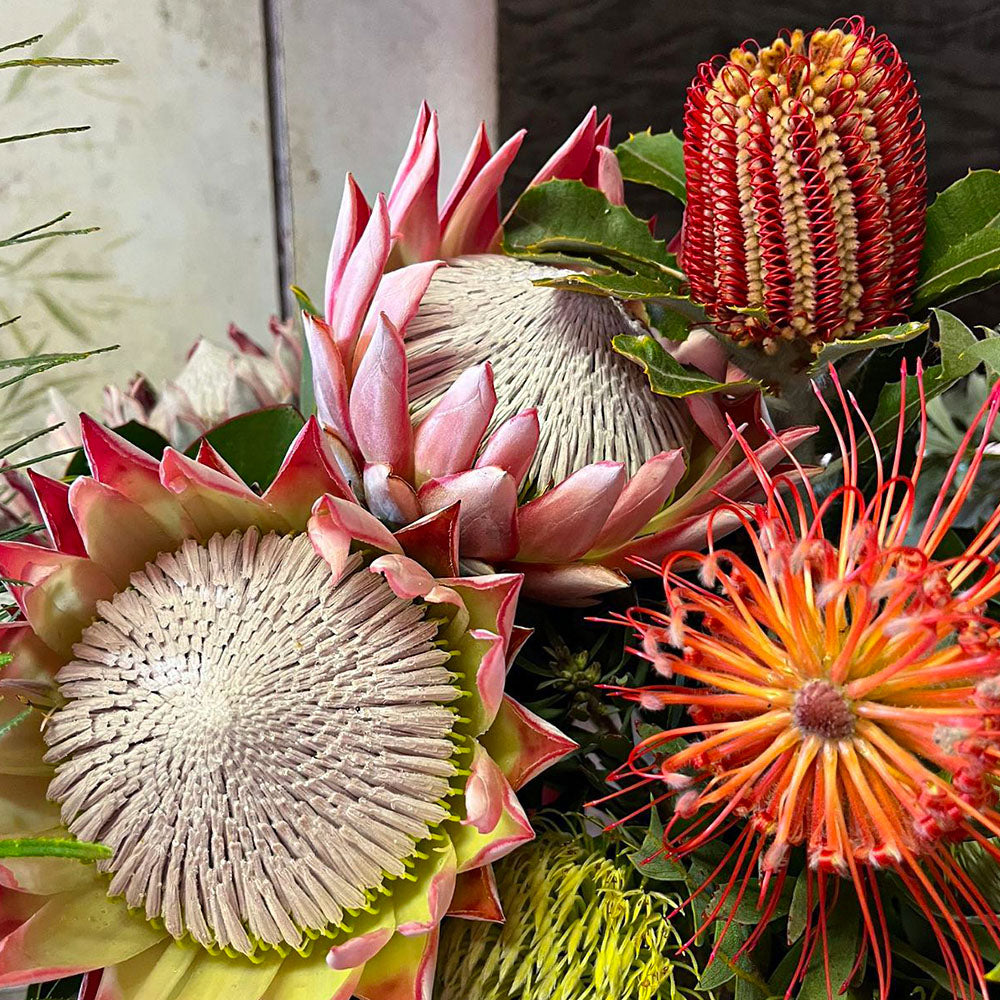 Bulk Protea