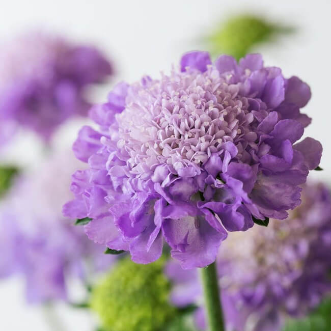 Scabiosa