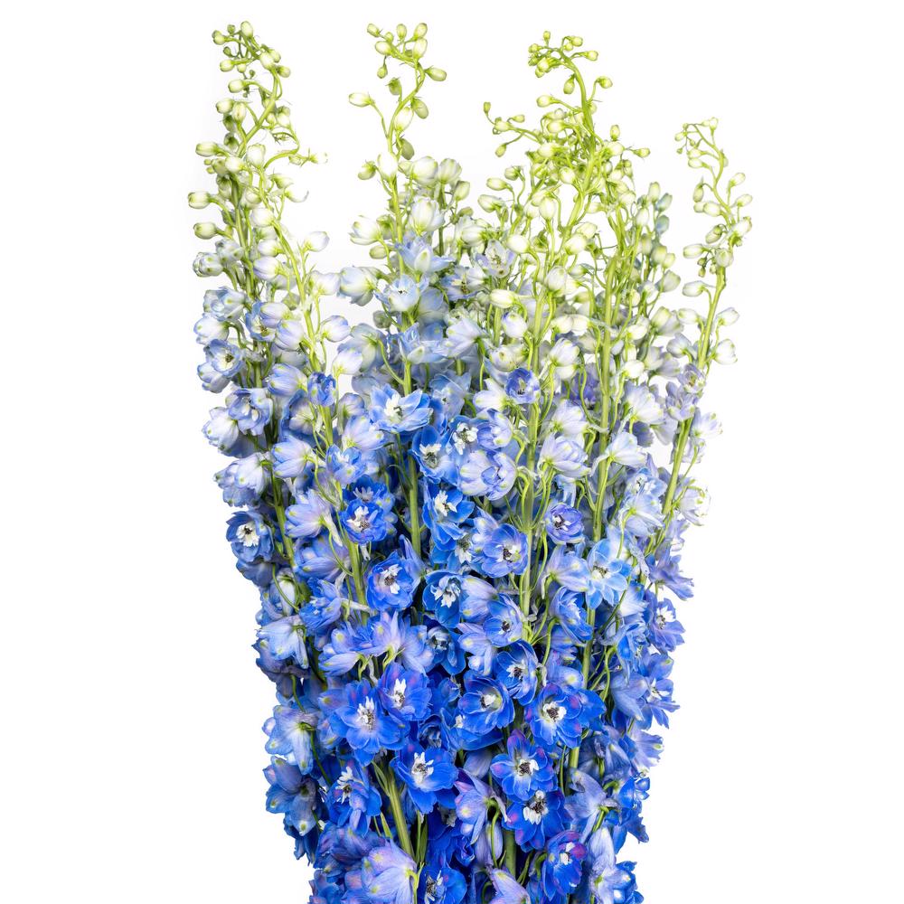 Delphinium Blue