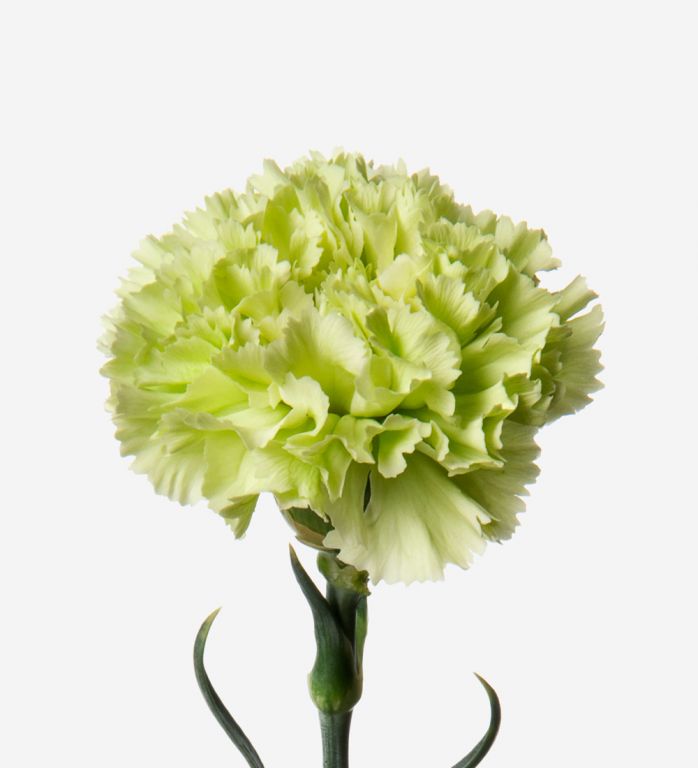 Carnations Green
